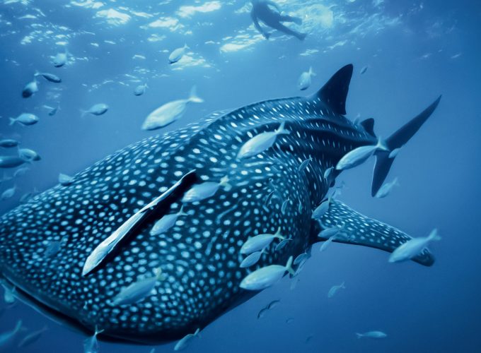 Wallpaper Whale shark, Palau, Philippines, diving, tourism, travel, Animals 9733719400